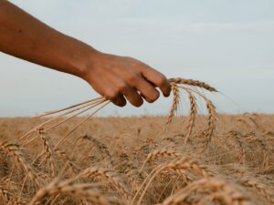 Alasan Makan di Sawah Terasa Lebih Nikmat daripada di Rumah
