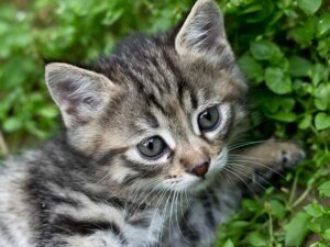 5 Jenis Pengadopsi Kucing yang Menyebalkan