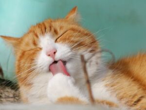 7 Penyakit Serius yang Sering Diderita Kucing Rumahan