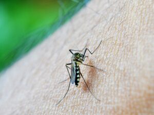 Cara Mudah Mengusir Nyamuk dari Rumah