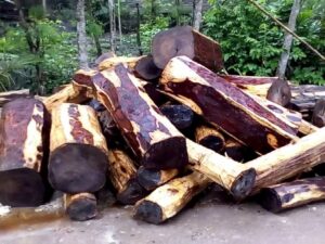 Nasib Punya Pohon Sonokeling yang Selalu Dikejar Pengepul
