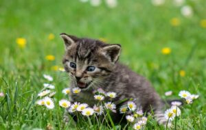 Jatuh Cinta pada Kucing dan Konsekuensi Terburuknya