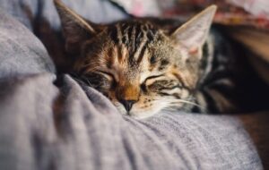 Panleukopenia: Mimpi Buruk Para Pemilik Kucing