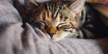 Panleukopenia, Penyakit yang Jadi Mimpi Buruk Pemilik Kucing terminal mojok
