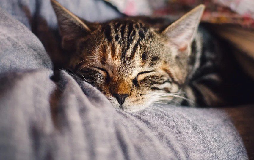 Panleukopenia, Penyakit yang Jadi Mimpi Buruk Pemilik Kucing terminal mojok