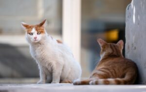 Jangan Kasih Makan Kucing Liar, Mereka Harus Bisa Survive Sendiri!