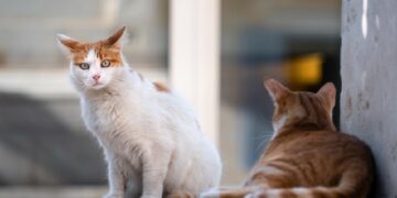Jangan Kasih Makan Kucing Liar, Mereka Harus Bisa Survive Sendiri terminal mojok