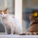Jangan Kasih Makan Kucing Liar, Mereka Harus Bisa Survive Sendiri terminal mojok