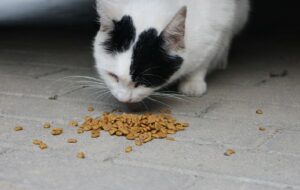 Kenapa Banyak Kucing Berdatangan setelah Kita Memberi Makan Kucing Liar?