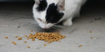 Kenapa Banyak Kucing Berdatangan setelah Kita Memberi Makan Kucing Liar_ terminal mojok