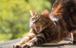 Panduan Memahami Bahasa Kucing biar Makin Akrab
