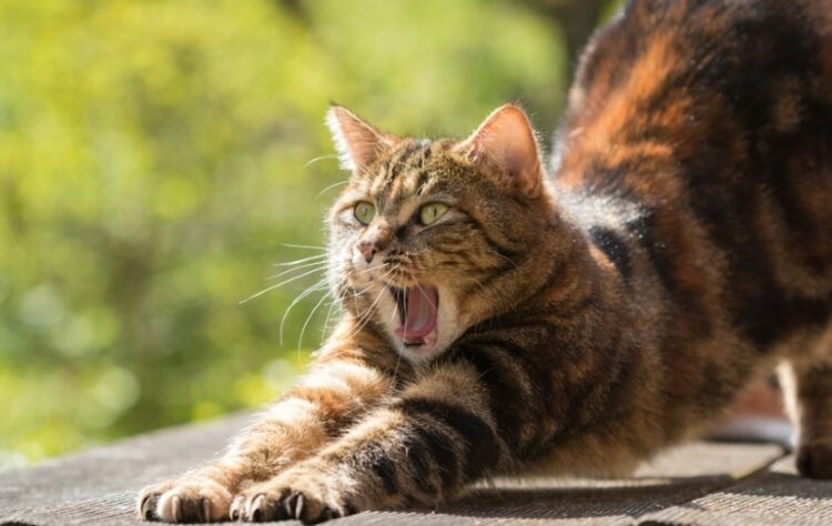 Panduan Memahami Bahasa Kucing biar Makin Akrab terminal mojok