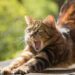 Panduan Memahami Bahasa Kucing biar Makin Akrab terminal mojok