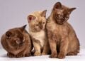 Panduan Memahami Istilah-istilah yang Biasa Dipakai dalam Komunitas Penyayang Kucing