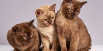 Panduan Memahami Istilah-istilah yang Biasa Dipakai dalam Komunitas Penyayang Kucing