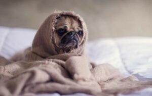Pelihara Anjing Bukan Berarti Anda Kaya, Tolong dong Jangan Cuma Dijadikan Pemanis Lifestyle!