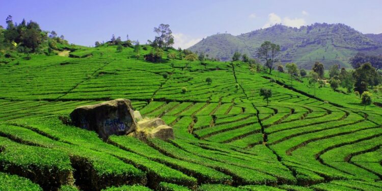 Begini Rasanya Tinggal di Kabupaten Nganjuk yang Tak Punya Laut terminal mojok.co