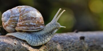 indihome internet lemot mojok