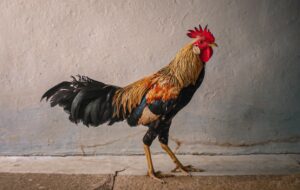 Main Shopee Pets Bukan Cuma buat Hiburan, tapi Ada Alasan Filosofisnya