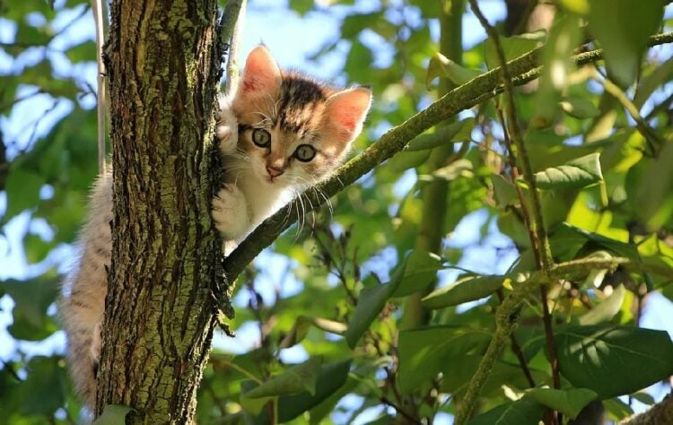 Artikel Balasan_ Alasan Kita Harus Tetap Memberi Makan Kucing Liar terminal mojok