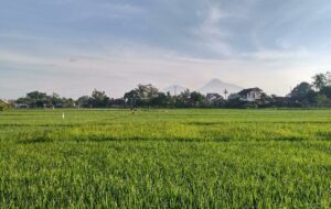 Ewuh Pekewuh Hajatan, Tradisi Nyumbang, dan Ulih-ulih di Yogyakarta