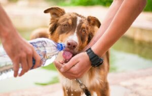 Melarang Orang Makan Daging Anjing Juga Kerjaan Anak HI
