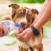 Melarang Orang Makan Daging Anjing Juga Kerjaan Anak HI terminal mojok (1)