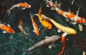 Pelihara Ikan Koi: Stres Tak Sirna, Malah Bisa Bikin Gila