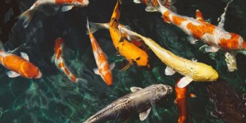 Pelihara Ikan Koi Stres Nggak Hilang, Malah Bisa Bikin Gila terminal mojok