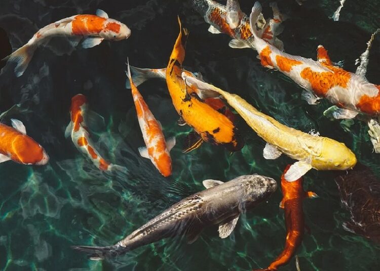 Pelihara Ikan Koi Stres Nggak Hilang, Malah Bisa Bikin Gila terminal mojok