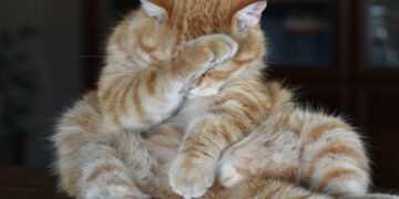 Kok Bisa Ada Warga Jogja Bangga sama Spot Foto ala Squid Game? Ra Isin?