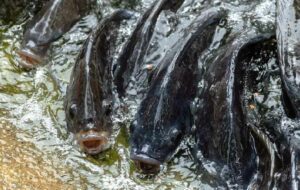 Ternak Ikan Itu Nggak Seindah Kata-kata Mario Teguh