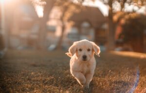 Untuk Kamu yang Takut Bertamu karena Kami Pelihara Anjing