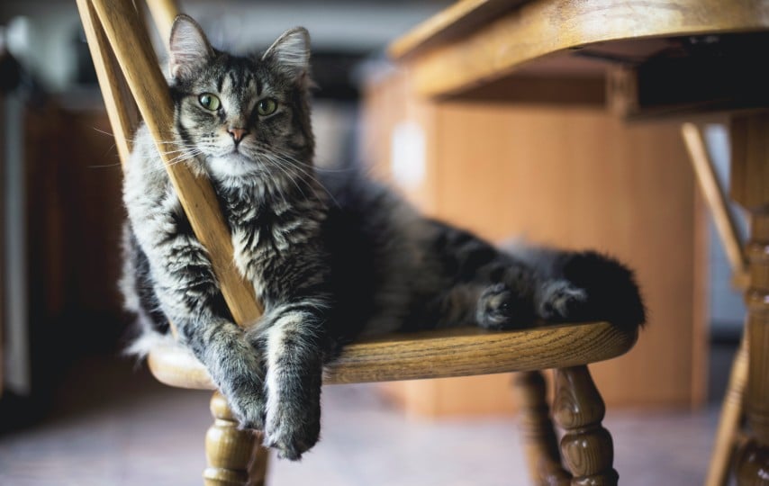 Bukan Rokok, Saya Malah Miskin Gara-gara Pelihara Kucing terminal mojok.co