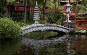 4 Tips Punya Kolam Koi Meski Belum Punya Rumah Sendiri