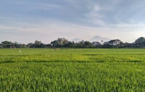 Membongkar Nasib Warga Terdampak Proyek Tol Jogja