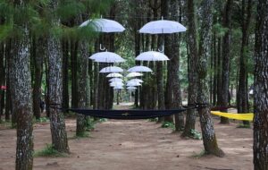 Porang dan Tradisi Latah Petani Banyuwangi