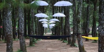 Porang dan Tradisi latah petani banyuwangi