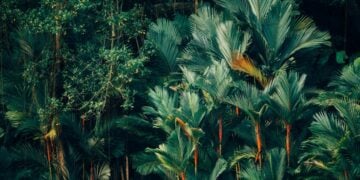 Apesnya Tim Produksi Film Sad Tropical yang Mempertahankan Kim Seon Ho terminal mojok.co