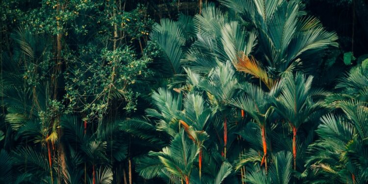 Apesnya Tim Produksi Film Sad Tropical yang Mempertahankan Kim Seon Ho terminal mojok.co