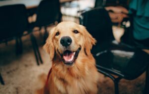 Bukan Siberian atau Samoyed, Saya Pengin Pelihara Golden Retriever