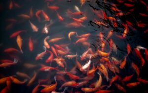 Water Gong di Klaten: Sungai Impian para Ikan