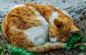 Membuang Kucing di Pasar, Cara Pecundang Lari dari Tanggung Jawab