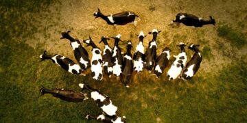 Alumni Fakultas Peternakan Tidak Harus Jadi Peternak terminal mojok.co