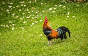 4 Hal yang Harus Diperhatikan Sebelum Beternak Ayam Bangkok