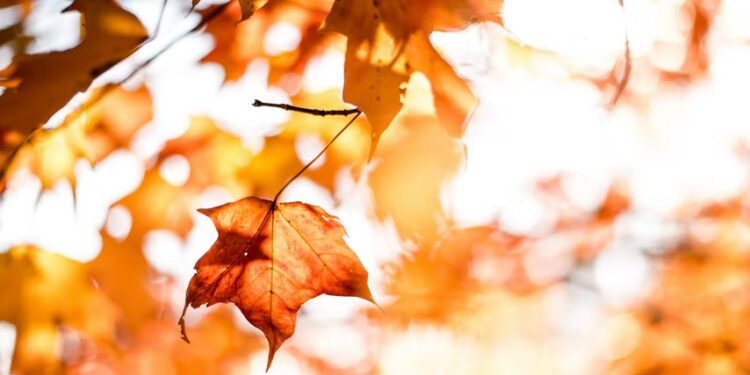 7 Drama Korea Bernuansa Musim Gugur yang Memesona Terminal Mojok