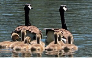 English Fever dan Goose Father, Fenomena Sosial di Korea Selatan yang Saling Berkaitan