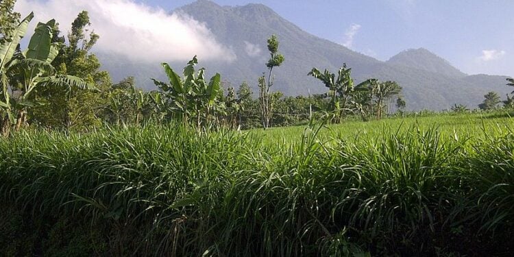 Gunung Kawi dan Mitos Pohon Dewandaru Bawa Rezeki
