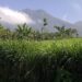 Gunung Kawi dan Mitos Pohon Dewandaru Bawa Rezeki