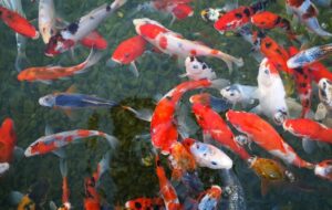 4 Hal yang Perlu Diperhatikan Pemula dalam Memelihara Ikan Koi